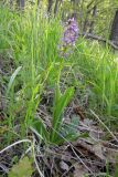 Orchis purpurea ssp. caucasica
