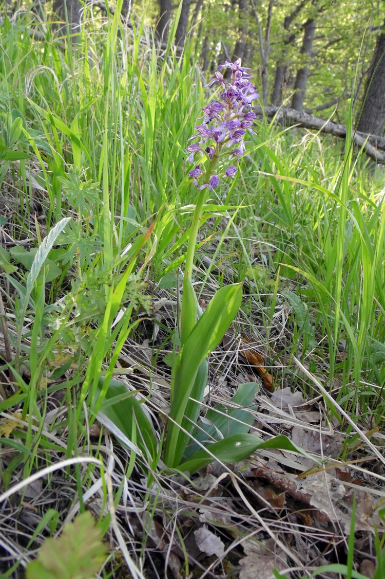 Image of Orchis purpurea ssp. caucasica specimen.