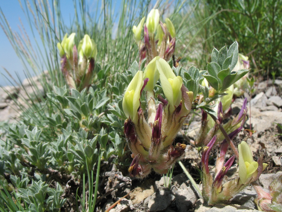 Изображение особи Astragalus cytisoides.