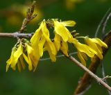 род Forsythia. Часть побега с цветками и комаром на цветке. Московская обл., Раменский р-н, окр. дер. Хрипань, садовый участок. 13.05.2017.