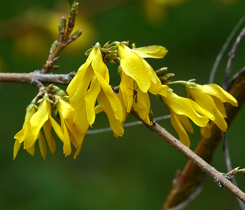 Изображение особи род Forsythia.