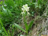 Dactylorhiza sambucina