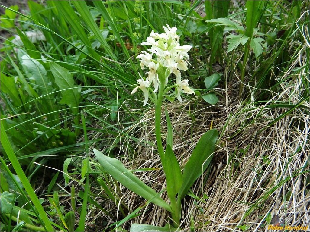 Изображение особи Dactylorhiza sambucina.