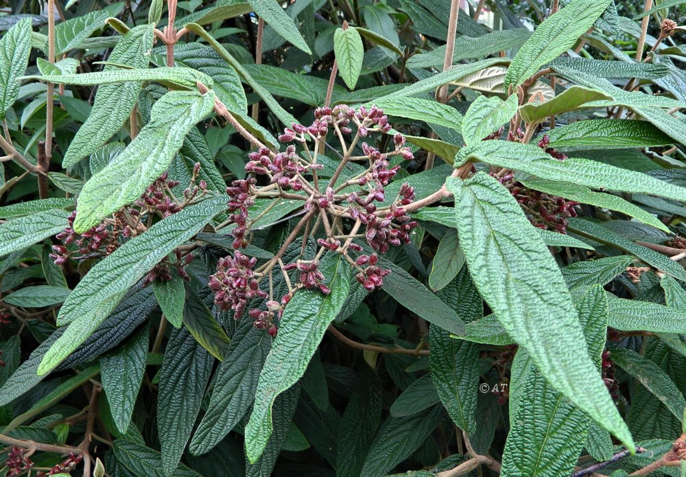 Image of Viburnum rhytidophyllum specimen.