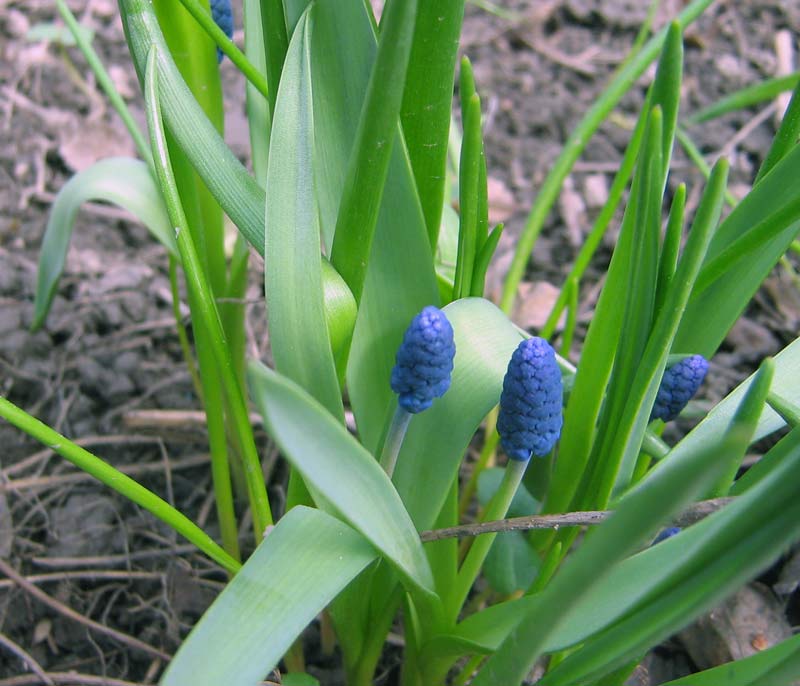 Изображение особи род Muscari.