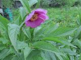 Paeonia mairei