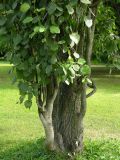 Populus tremula. Комель вегетирующего растения (cv. 'Erecta'). Санкт-Петербург, бот. сад БИН РАН, в культуре. 21.08.2010.