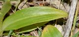 Ophrys lutea ssp. galilaea