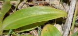 Ophrys subspecies galilaea