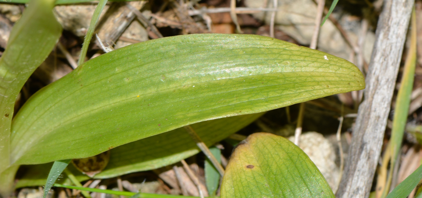 Image of Ophrys lutea ssp. galilaea specimen.
