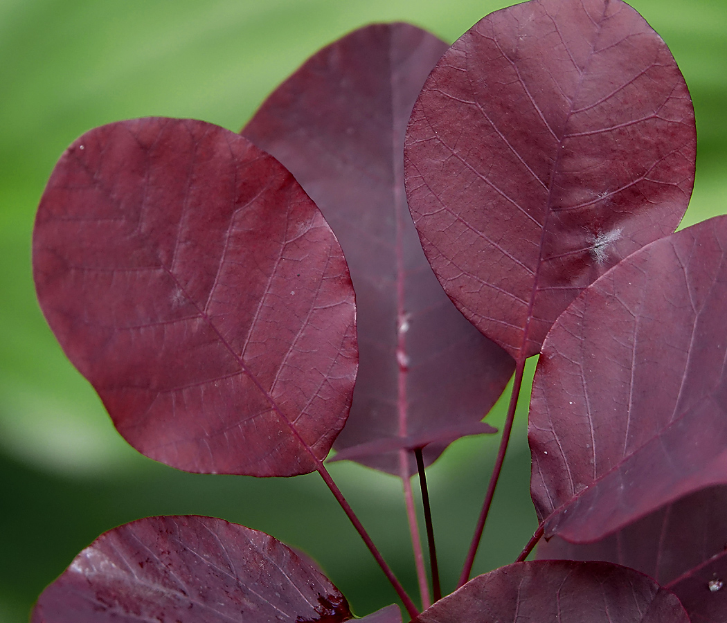 Image of Cotinus coggygria specimen.