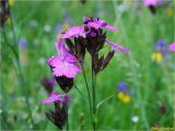 Dianthus carthusianorum