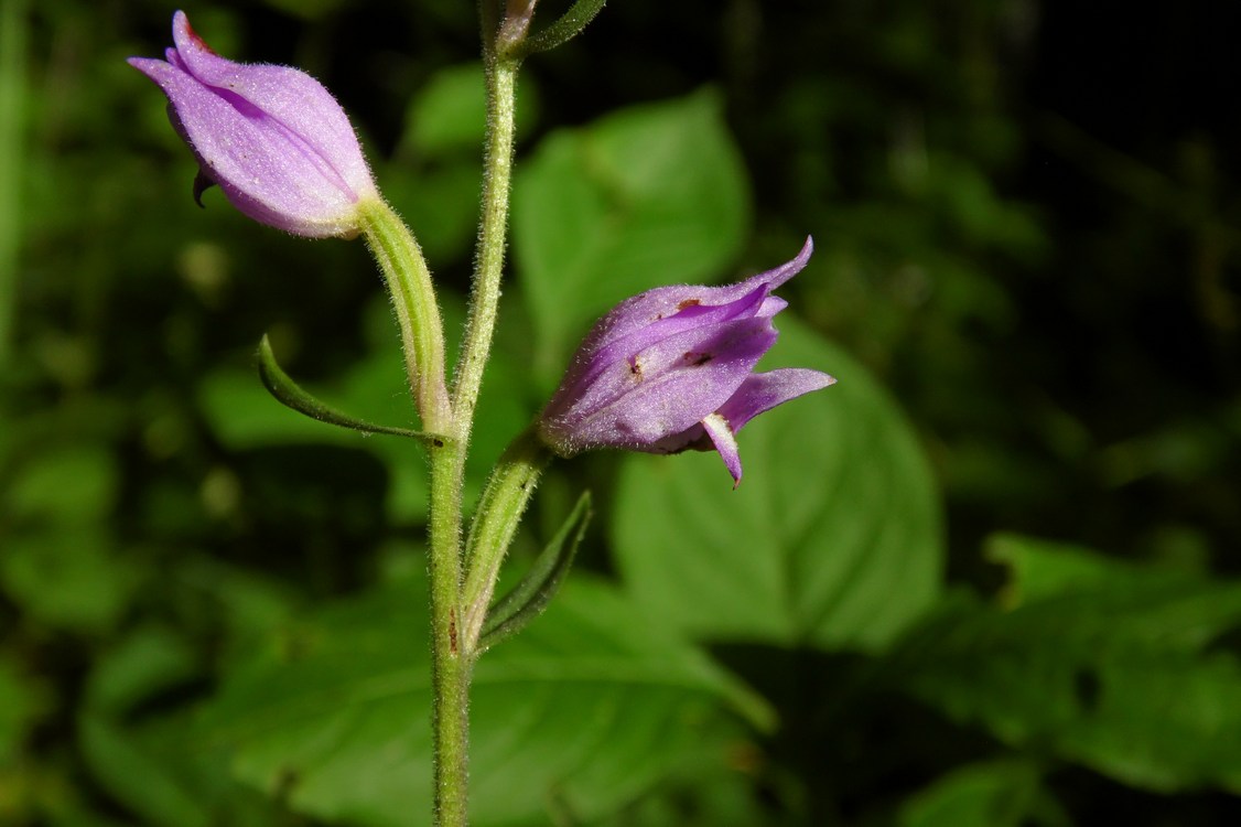 Image of Cephalanthera rubra specimen.