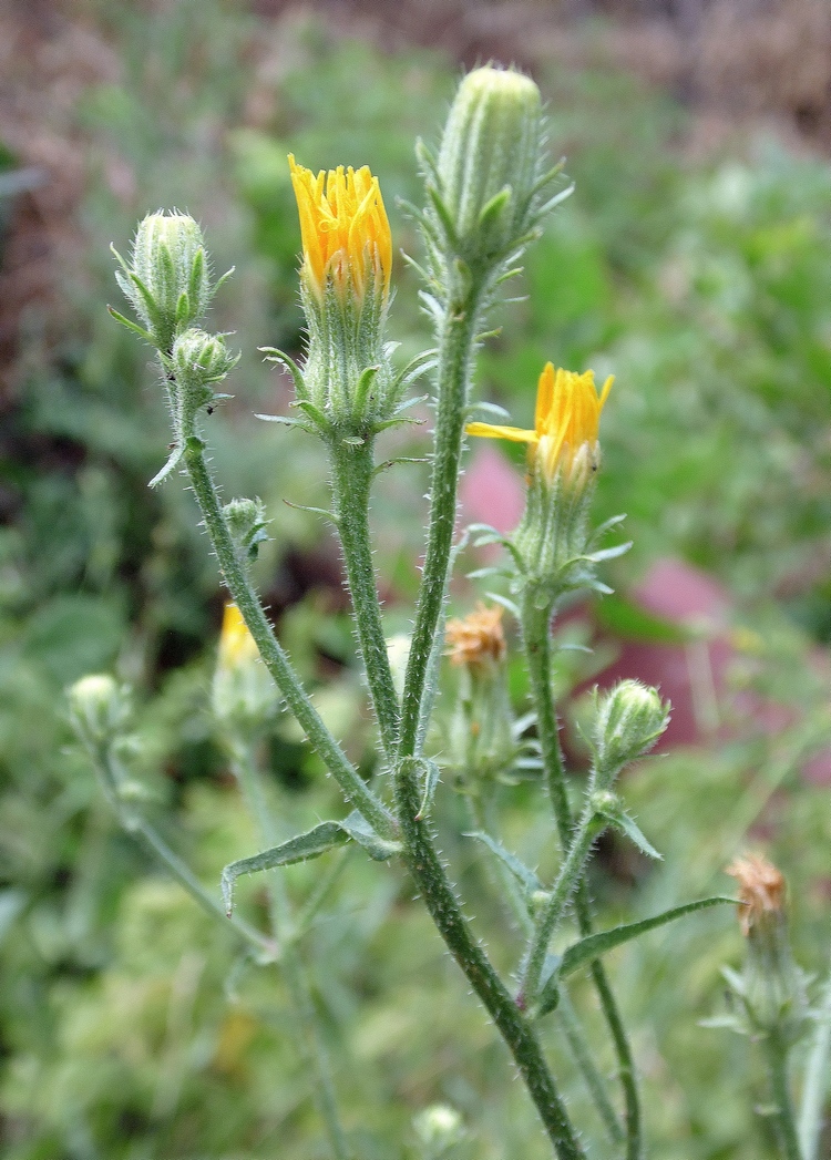 Image of Picris hieracioides specimen.