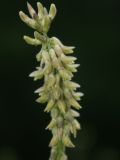 Astragalus falcatus