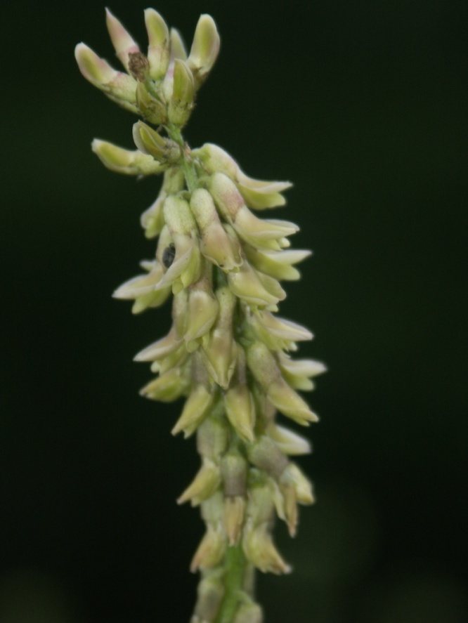 Изображение особи Astragalus falcatus.