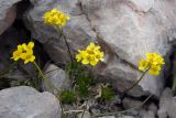 Draba scabra