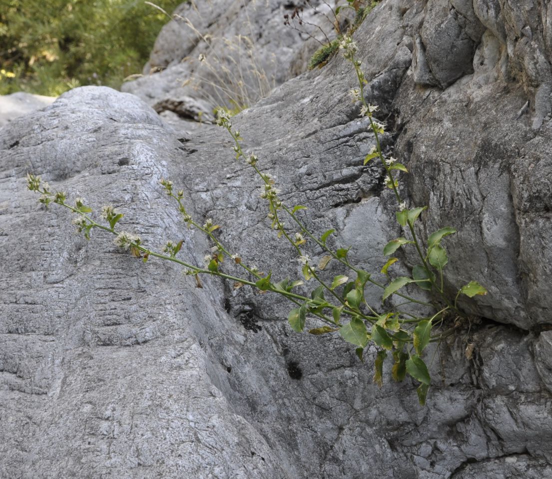 Image of Campanula versicolor specimen.