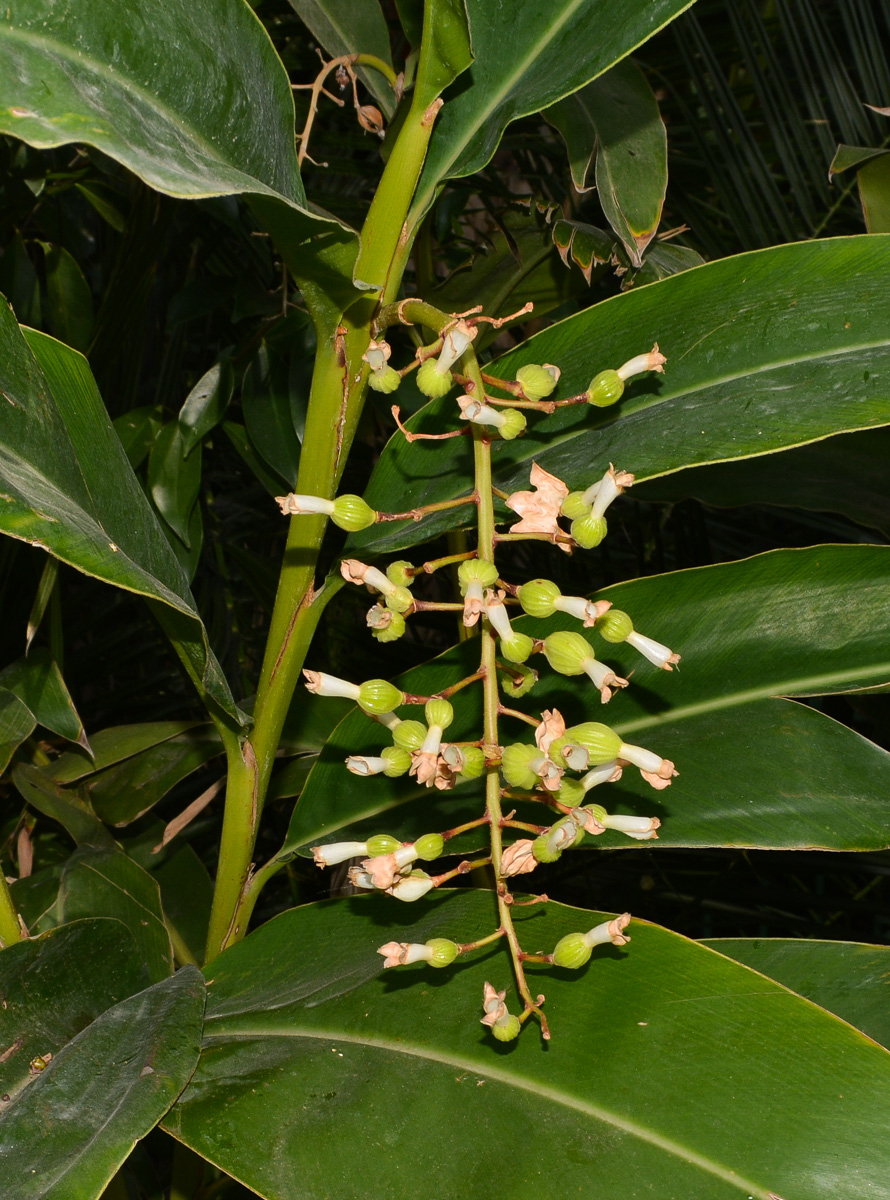 Image of Alpinia zerumbet specimen.