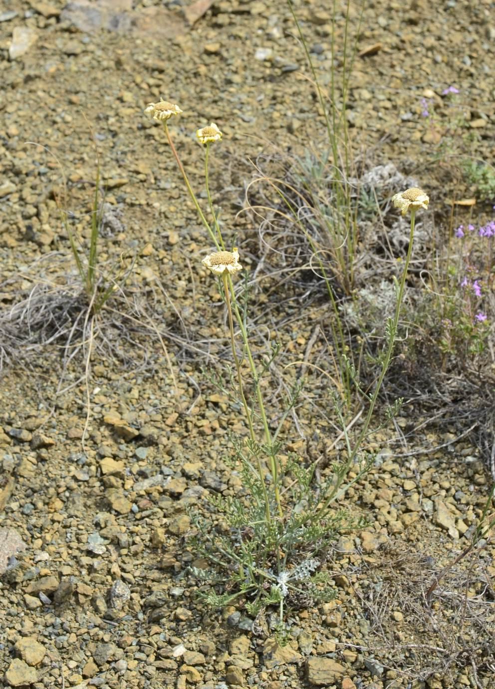 Изображение особи Anthemis trotzkiana.