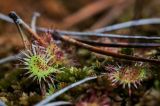 Drosera rotundifolia