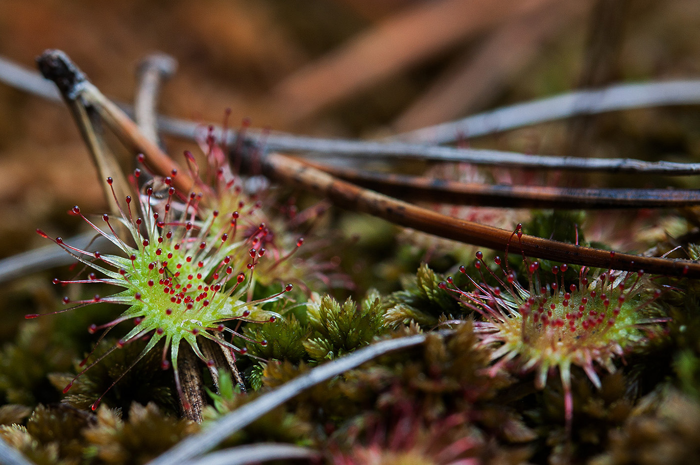 Image of Drosera rotundifolia specimen.