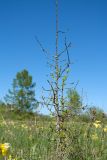 Larix sibirica. Угнетённая особь подроста. Ленинградская обл., Кировский р-н, окр. дер. Петровщина, луг на известняке. 04.06.2017.