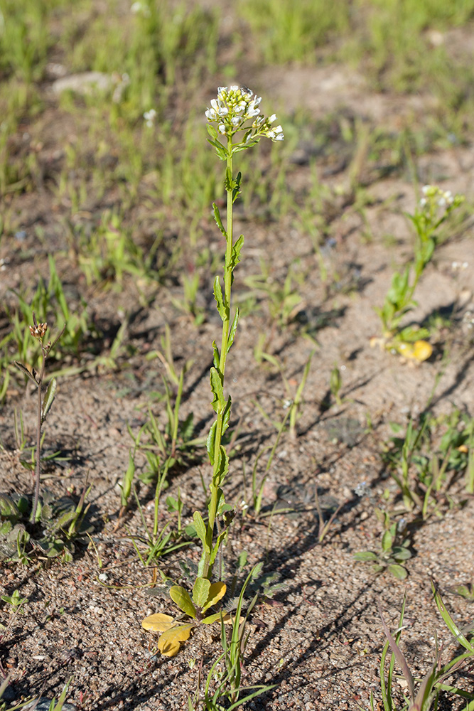 Image of Thlaspi arvense specimen.
