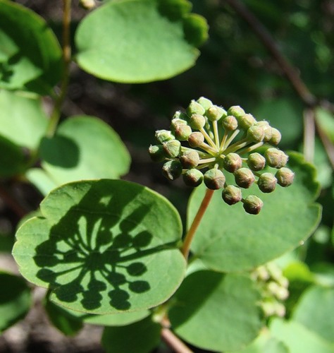 Изображение особи Spiraea &times; vanhouttei.