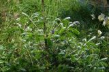 Abies koreana