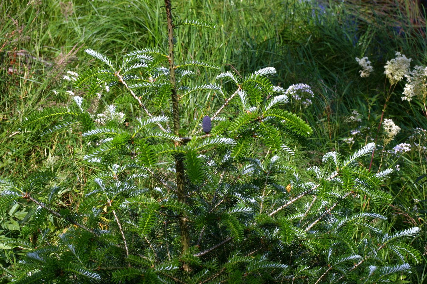 Изображение особи Abies koreana.