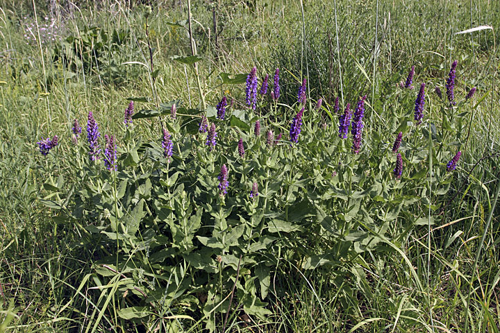 Изображение особи Salvia deserta.