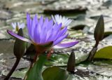 Nymphaea odorata