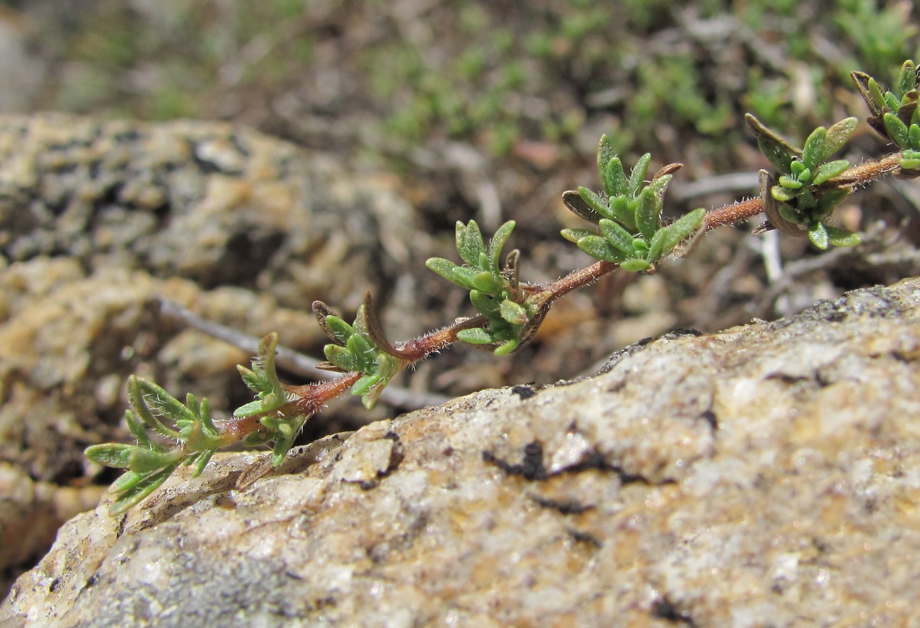 Изображение особи Thymus elisabethae.