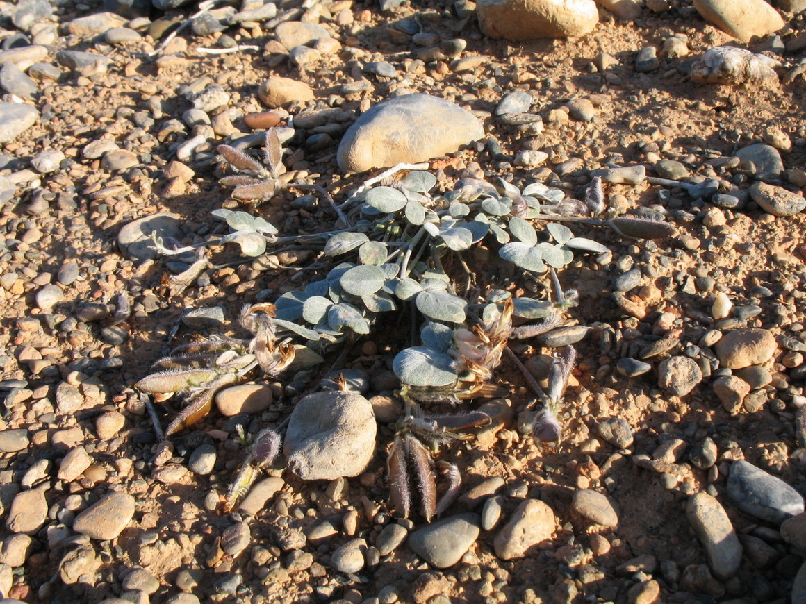 Image of Astragalus transnominatus specimen.