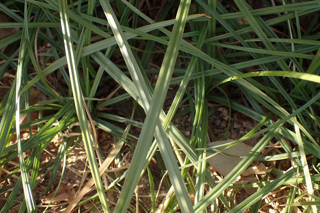 Image of Cyperus rotundus specimen.