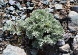 Artemisia borealis