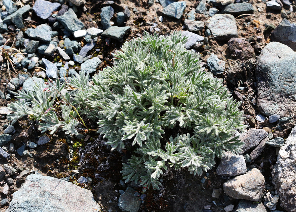 Image of Artemisia borealis specimen.