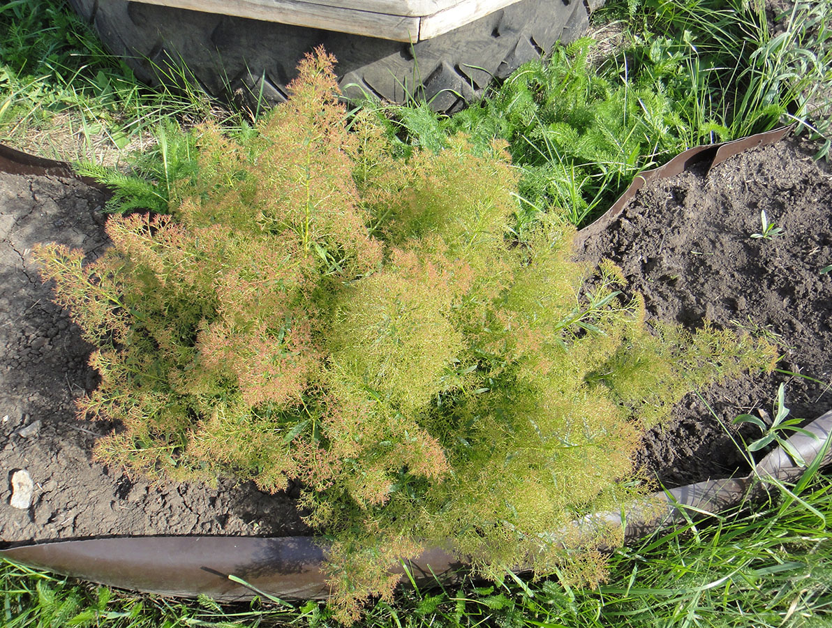 Image of Teloxys aristata specimen.