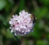 Valeriana capitata. Соцветие с питающейся мухой-журчалкой. Чукотка, побережье бухты Провидения. 06.07.2012.