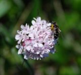 Valeriana capitata