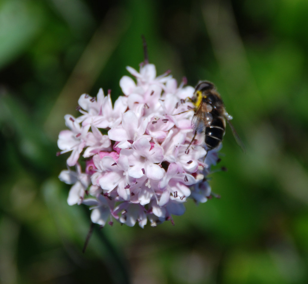 Image of Valeriana capitata specimen.