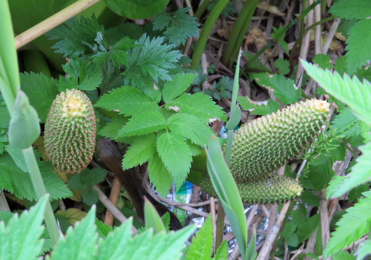 Image of Lysichiton camtschatcensis specimen.