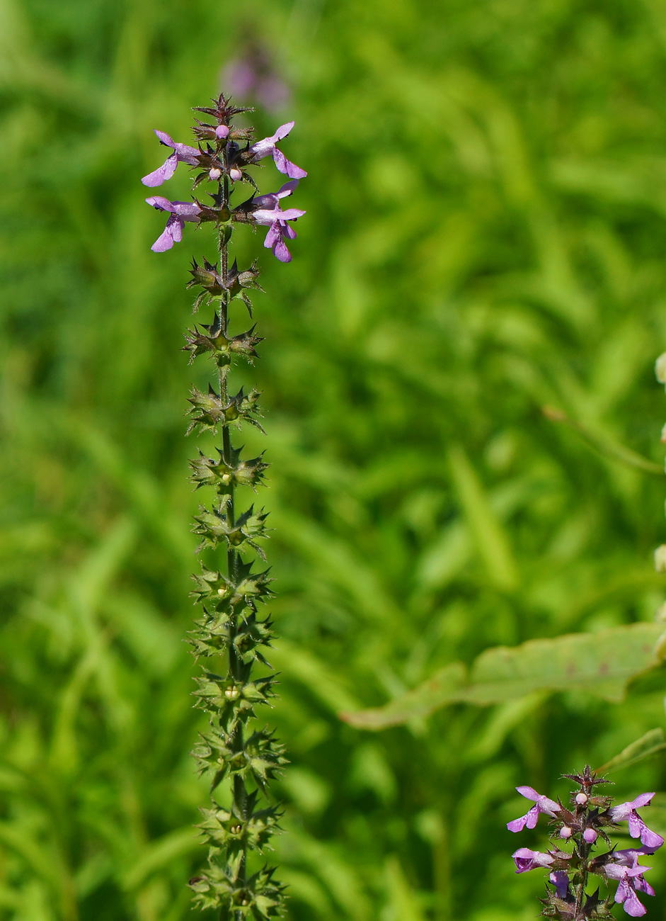 Изображение особи Stachys palustris.