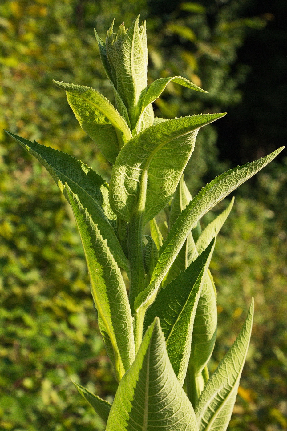 Изображение особи Inula helenium.