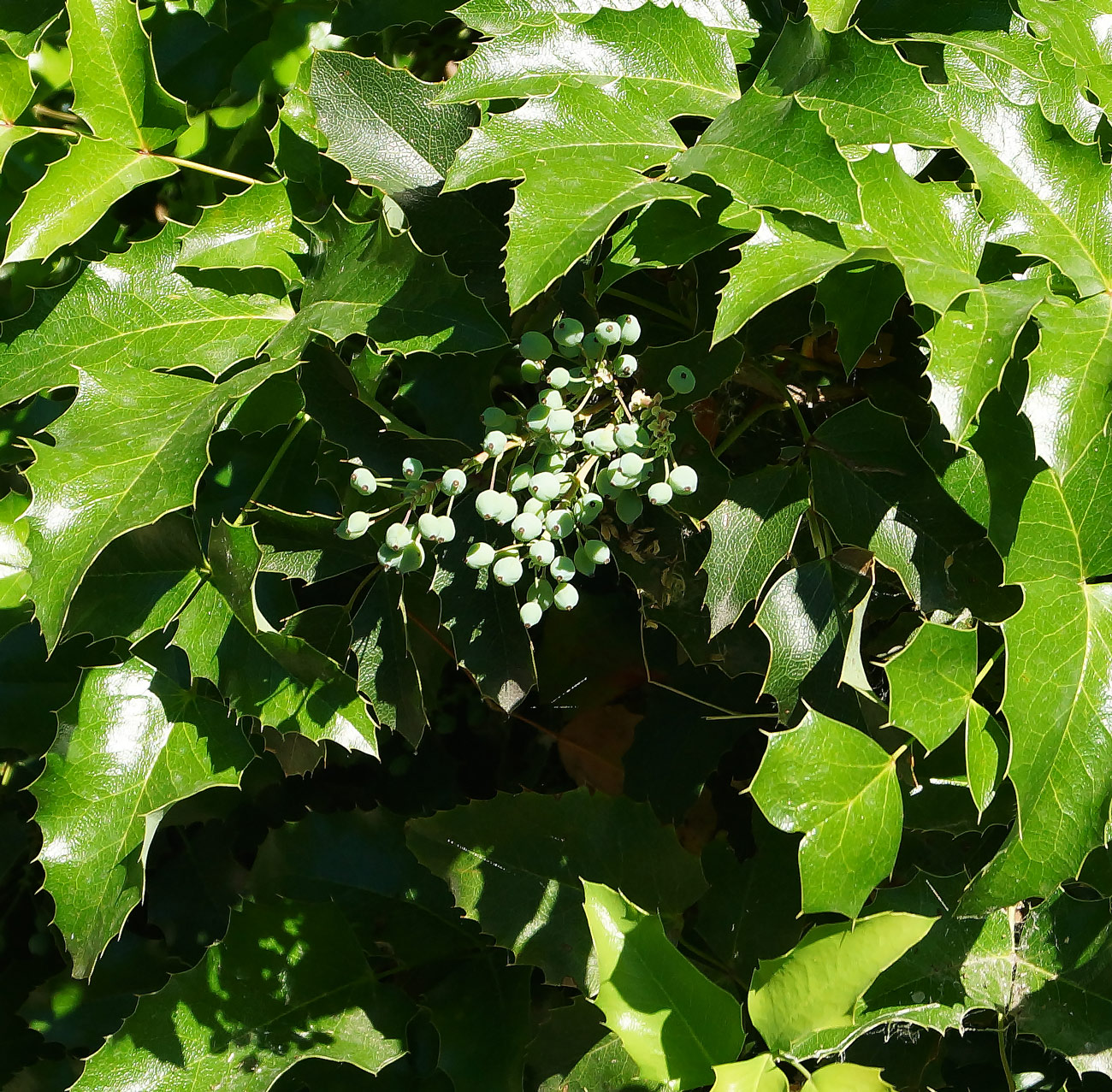 Изображение особи Mahonia aquifolium.