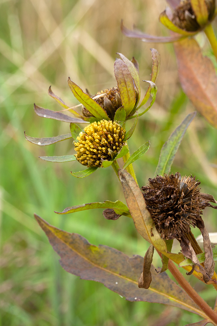 Изображение особи Bidens radiata.