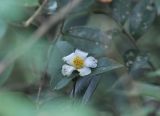 Thea sinensis. Цветок и листья. Южный Китай, провинция Хунань, парк Zhangjiajie National Forest Park, лес на вершинном плато. 07.10.2017.