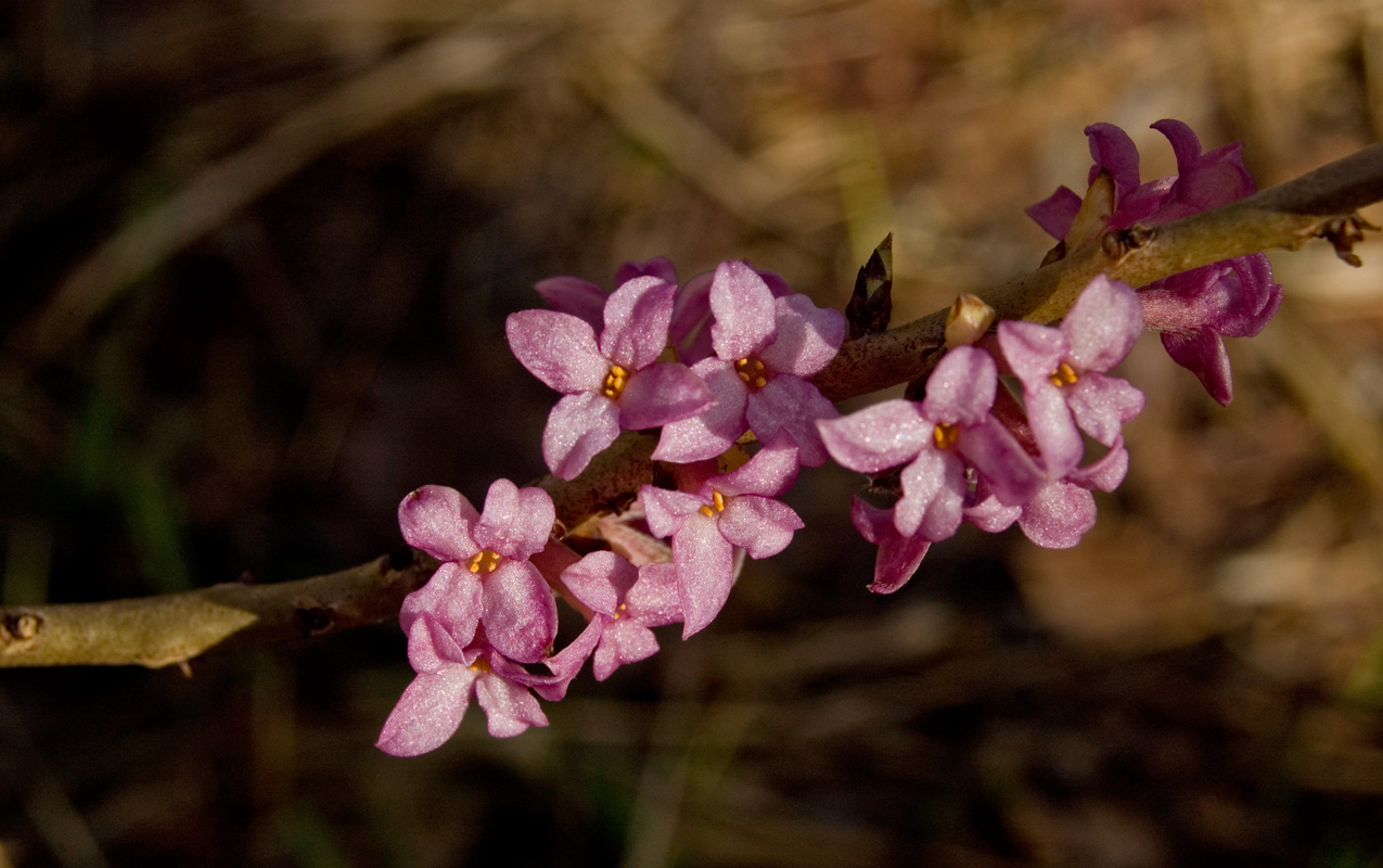 Изображение особи Daphne mezereum.