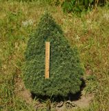 Picea glauca